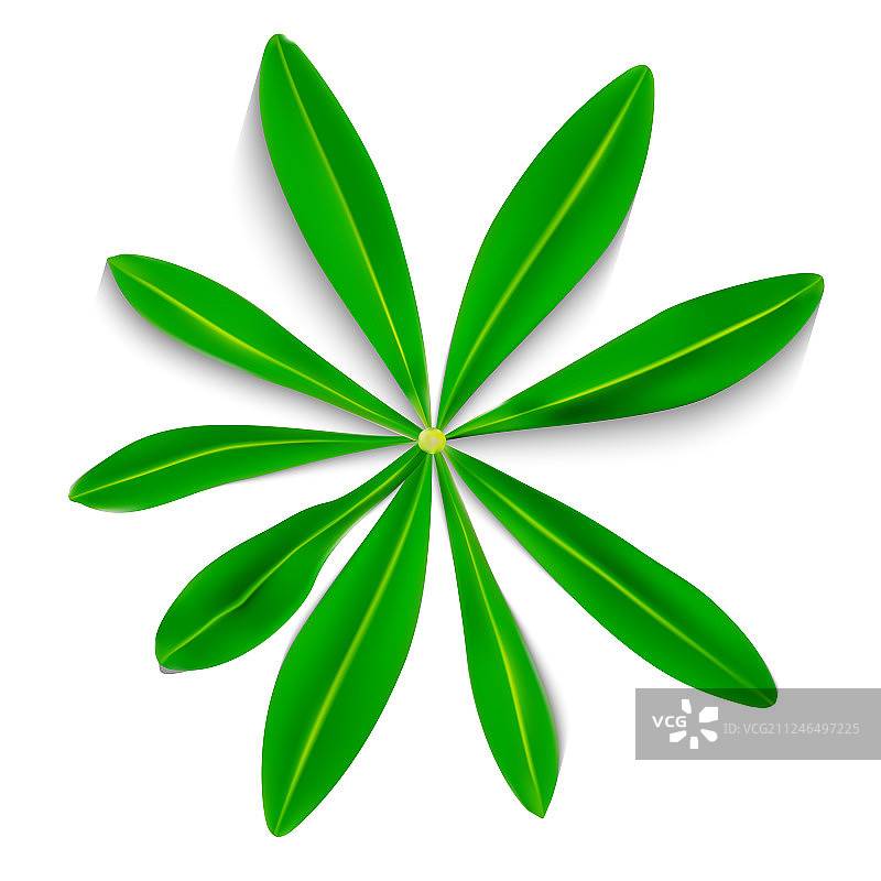 白色背景上的自然彩色羽扇豆叶图片素材