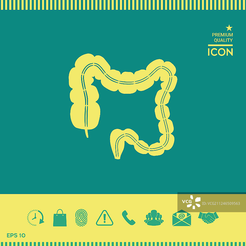 人体器官：大肠图片素材