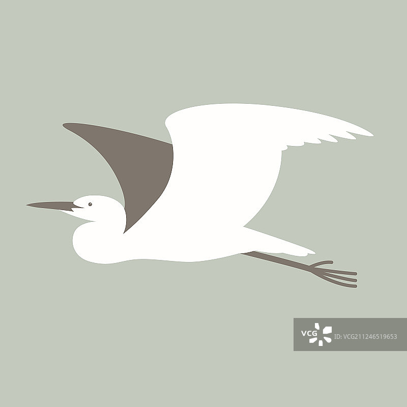 苍鹭侧面图片素材