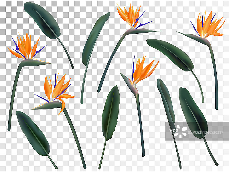 鹤望兰图片素材