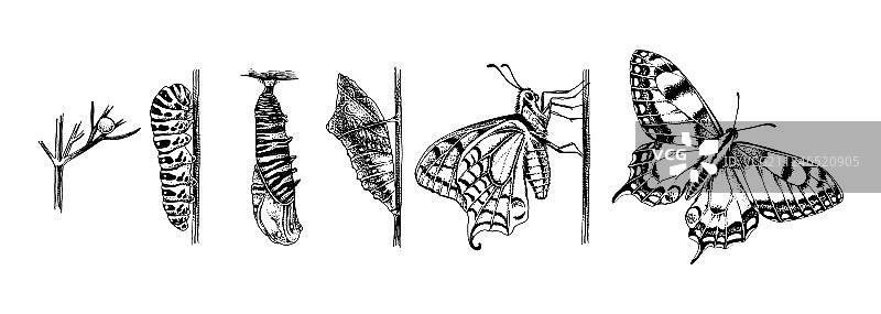 燕尾凤蝶的蜕变图片素材