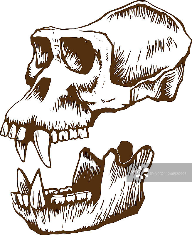 鬼面猴头骨图片素材