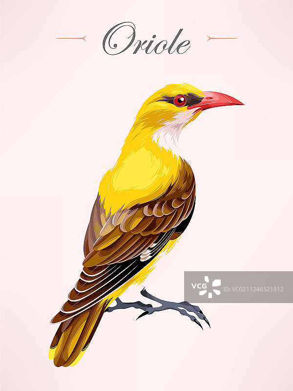 黄鹂鸟图片素材