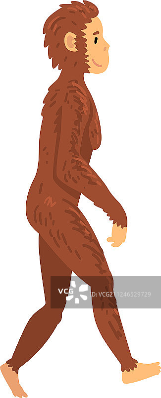 女性直立人生物学人类进化阶段图片素材