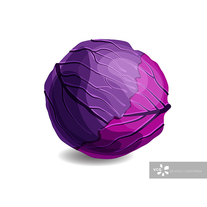 白色背景中新鲜美味的红甘蓝图片素材