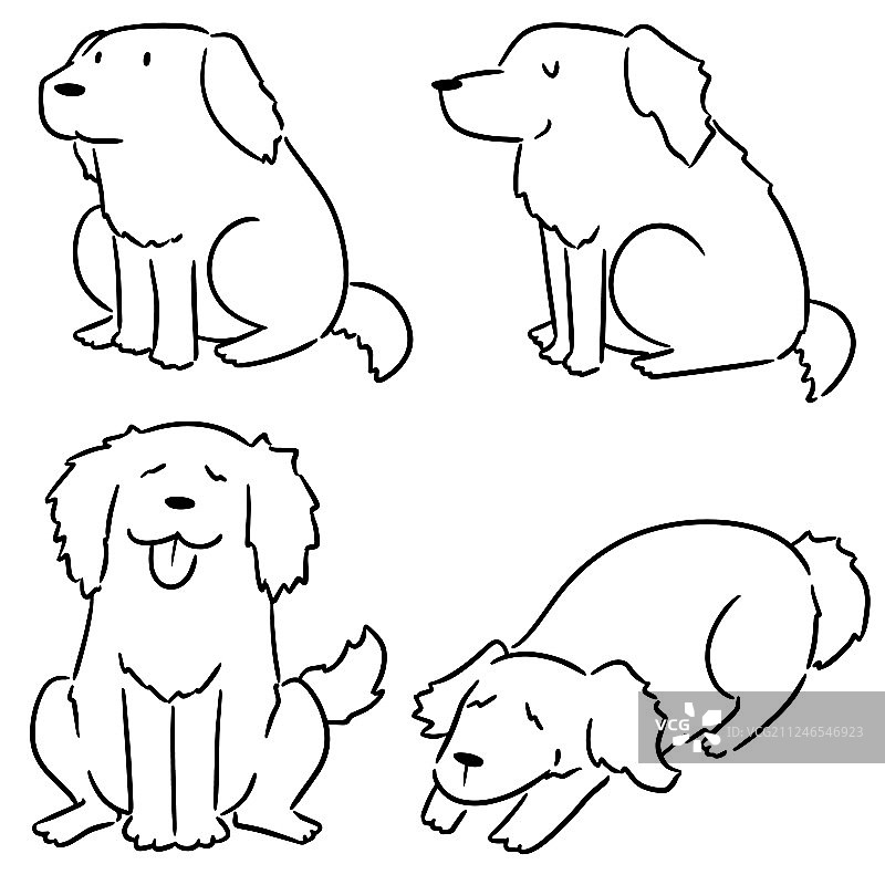金毛寻回犬合集图片素材