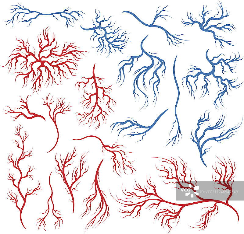 人体静脉和动脉图片素材