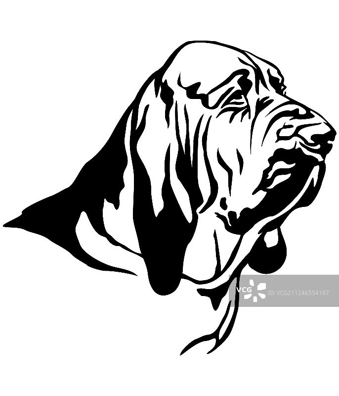 寻血猎犬装饰肖像图片素材