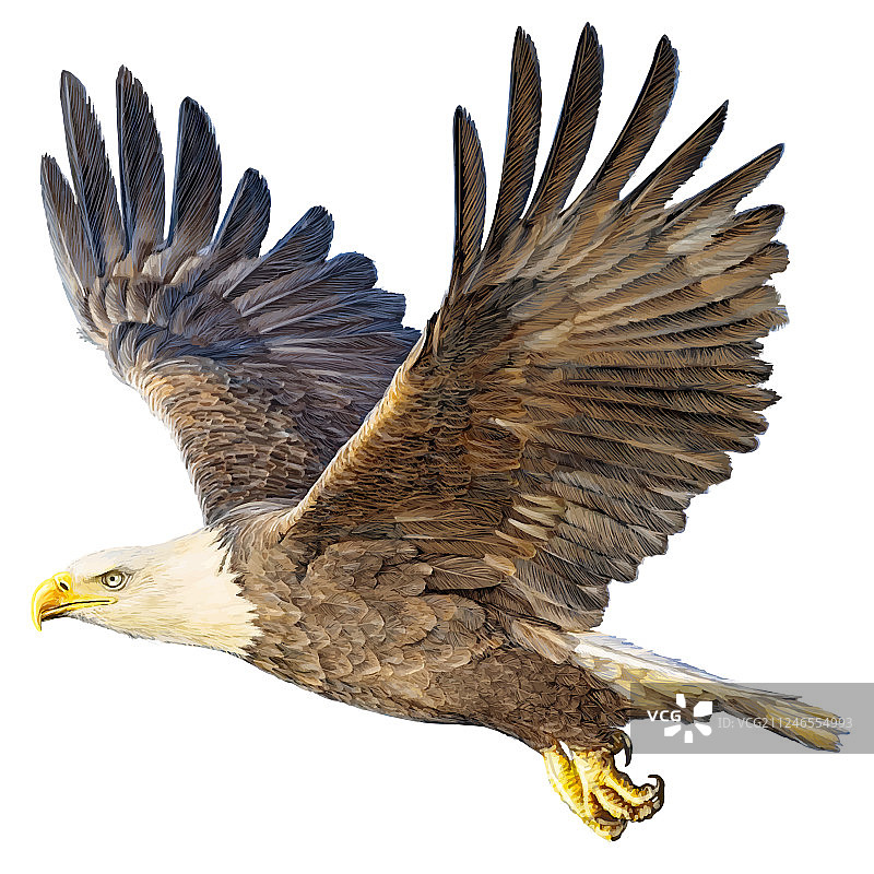 白色背景上飞翔的秃鹰图片素材