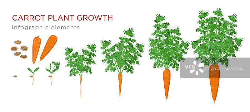 胡萝卜生长阶段信息图元素图片素材