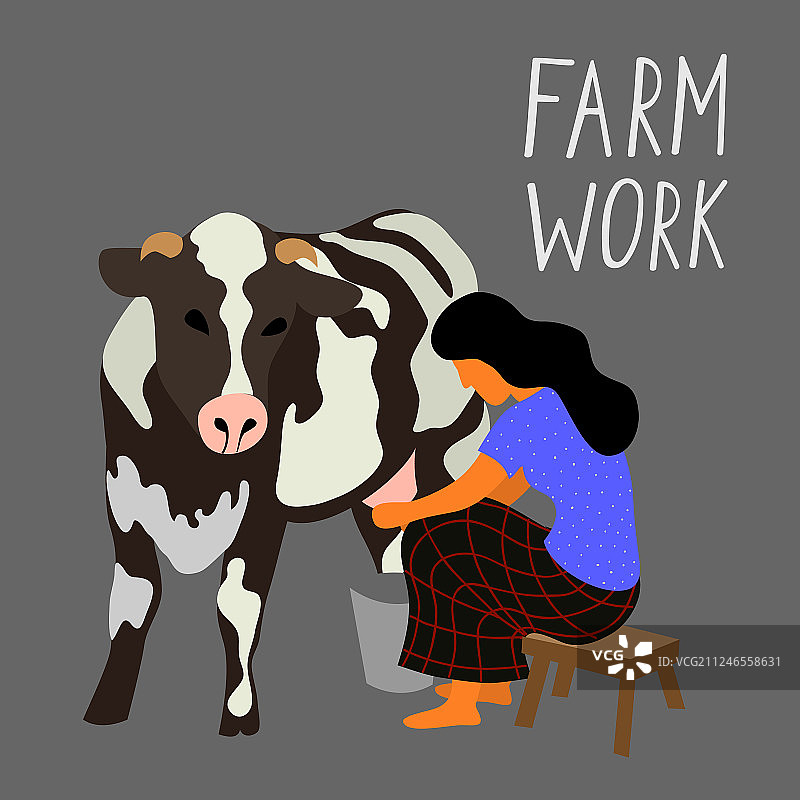 一名妇女坐在椅子上给黑牛挤奶图片素材