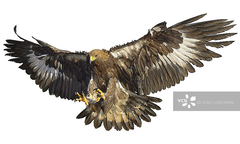 手绘金色老鹰降落图片素材