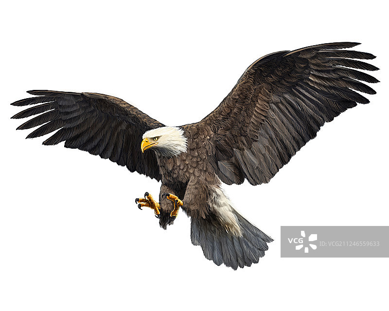 秃鹰的攻击突袭图片素材