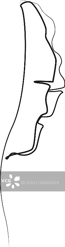 香蕉叶的单线条轮廓图图片素材