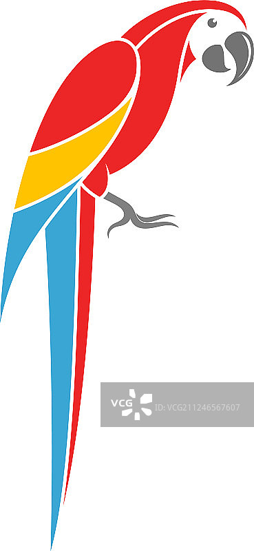 白色背景上的红色金刚鹦鹉图片素材