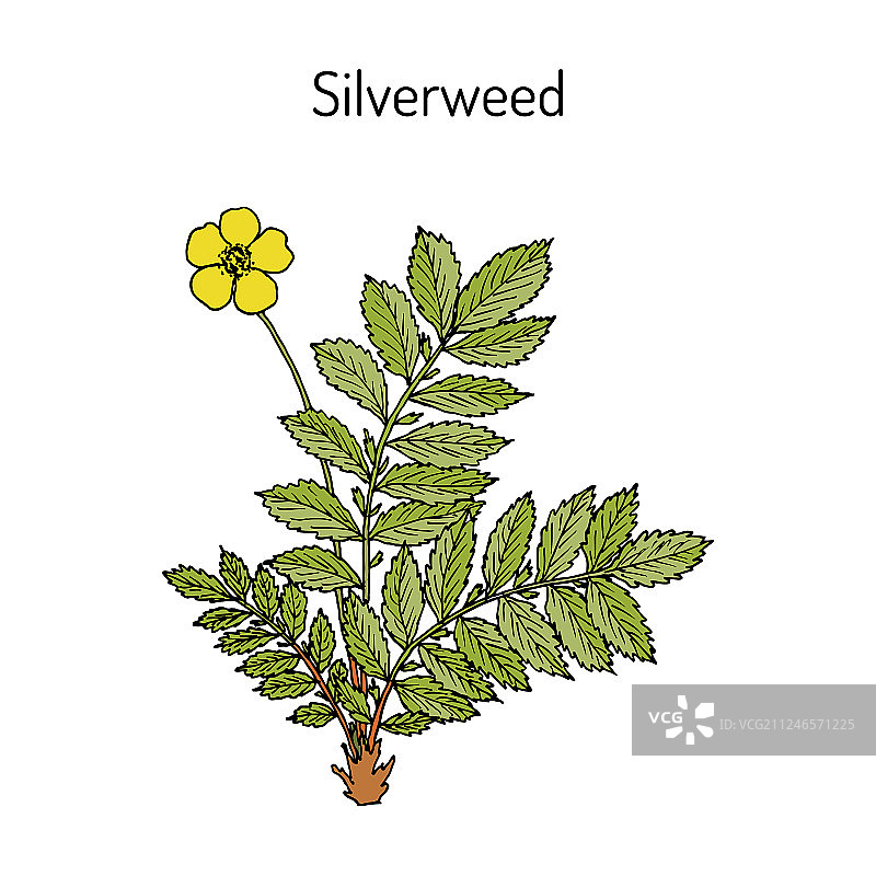 委陵菜图片素材