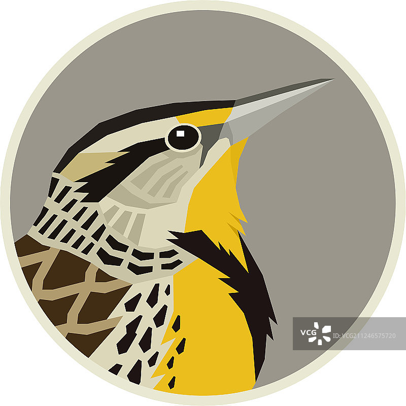 西部草地鹨鸟图片素材