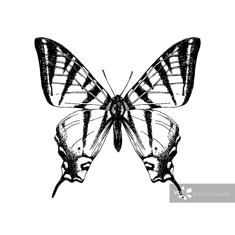 手绘西部虎凤蝶图片素材