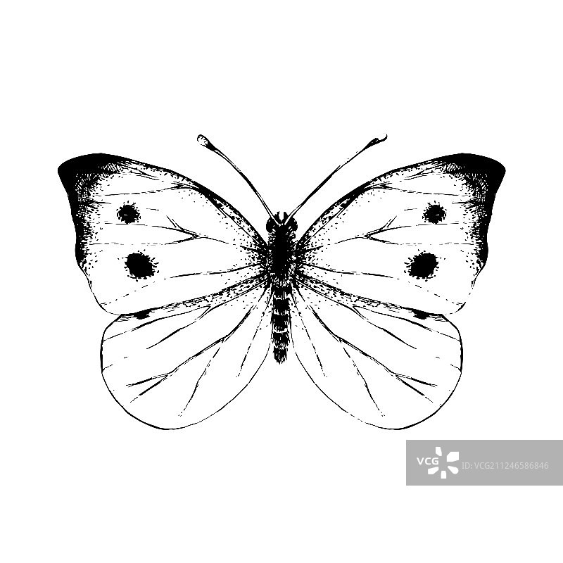 手绘小白蝴蝶图片素材