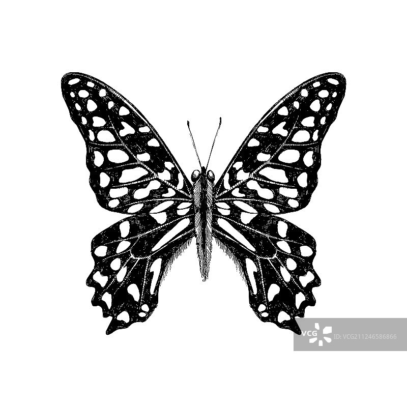 手绘 tailed jay 蝴蝶图案图片素材