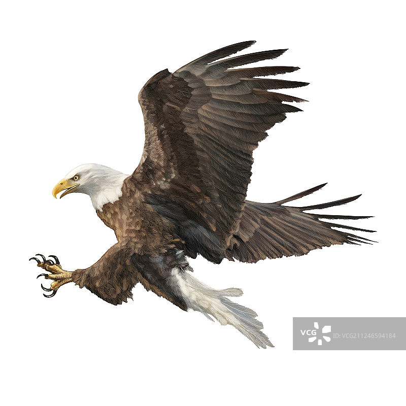 秃鹰袭击图片素材