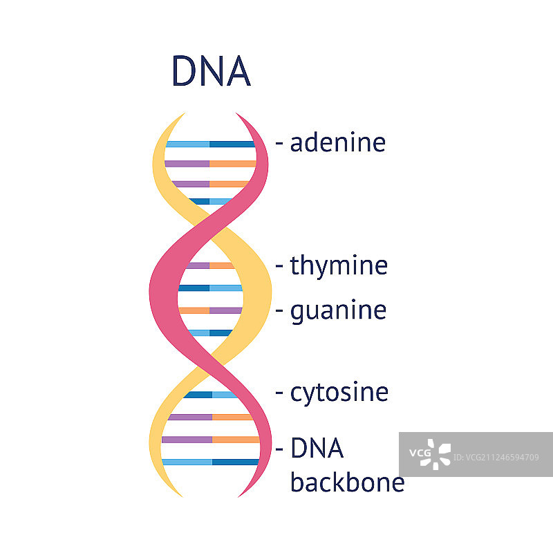 DNA分子螺旋教育图片素材