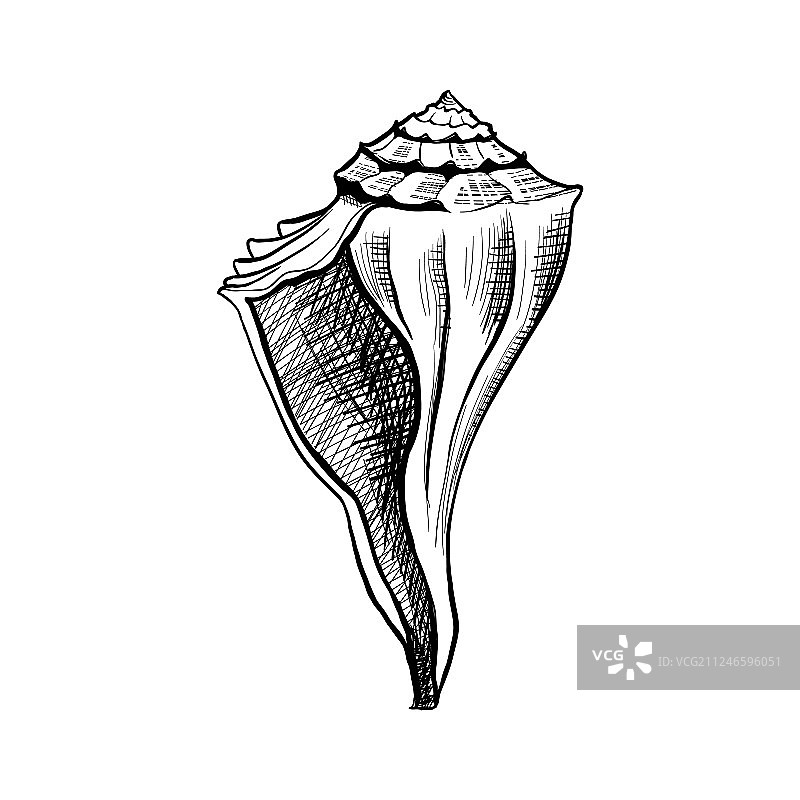 手绘海螺贝壳图片素材