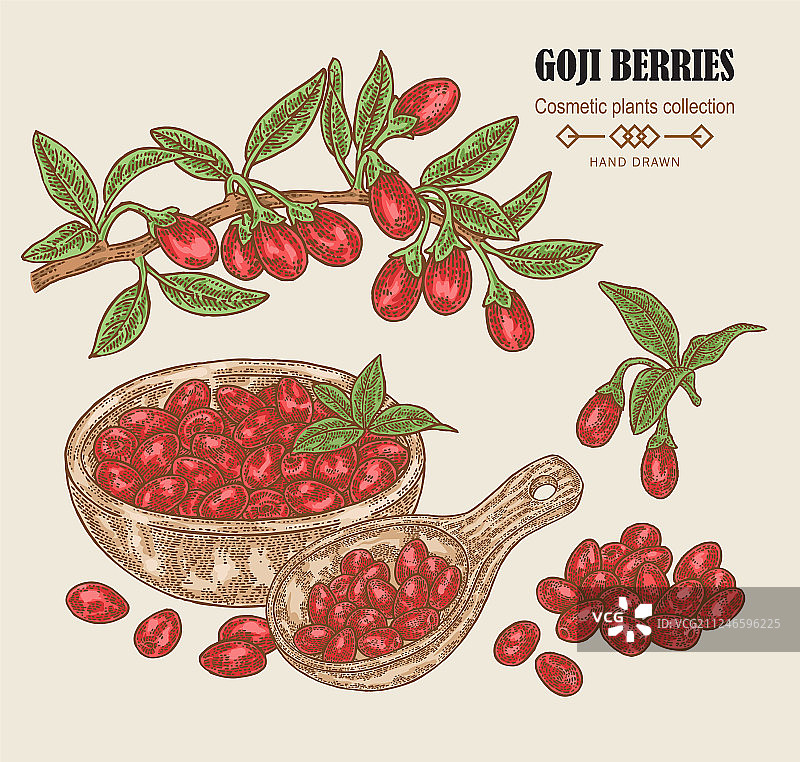 彩色手绘枸杞树枝图片素材