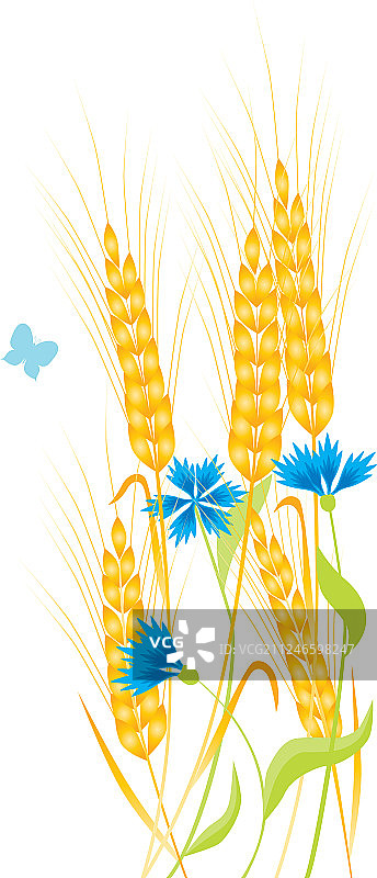 小麦图片素材