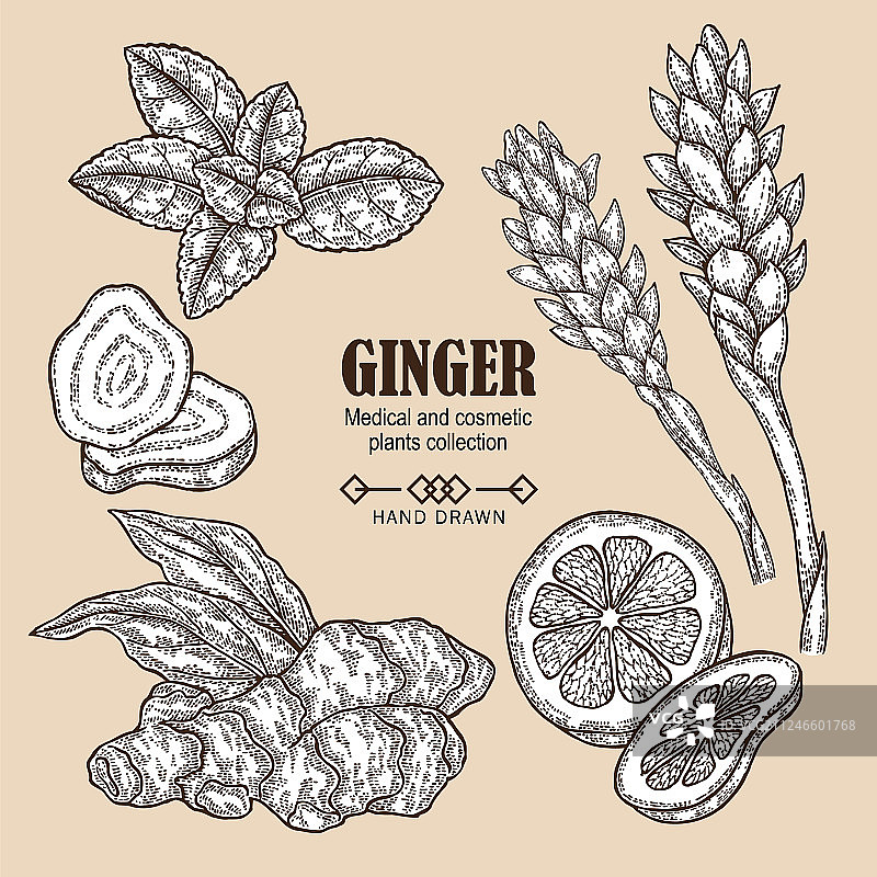 手绘生姜植物根图片素材