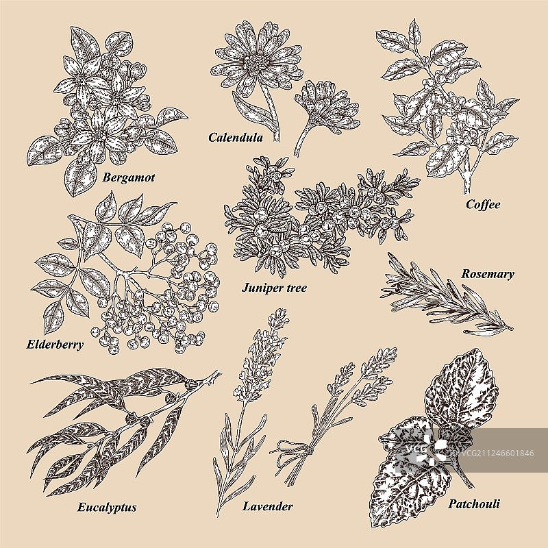 手绘医疗和化妆品植物佛手柑图片素材