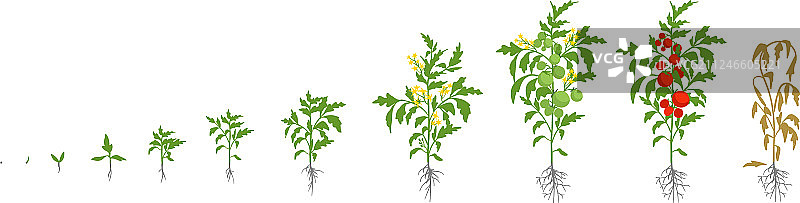 番茄植株的生长阶段图片素材