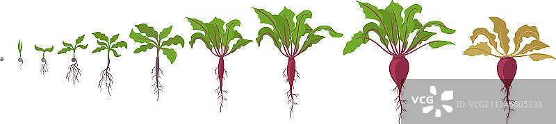红色甜菜根植物的生长阶段图片素材