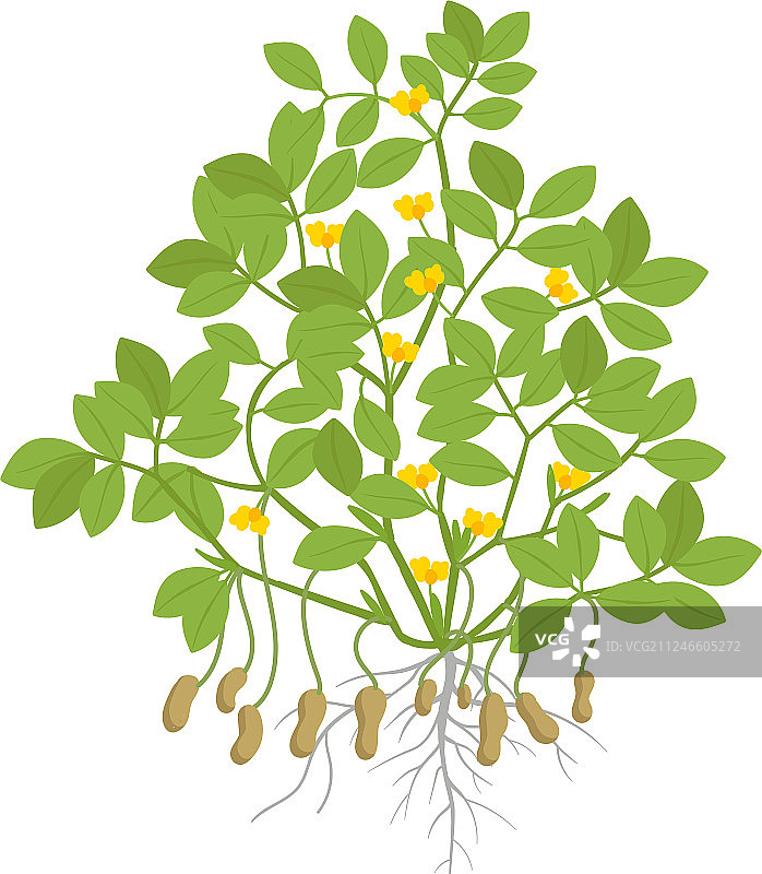 带根和块茎花生的植物图片素材