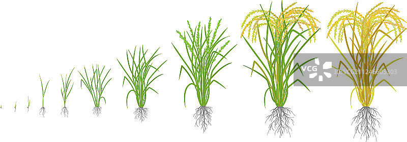 水稻生长阶段图片素材