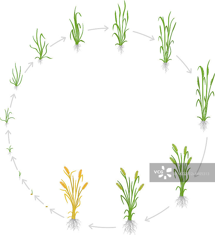黑麦生长阶段圆形生命周期图片素材
