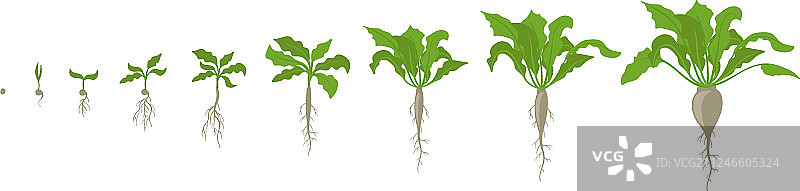 甜菜植物生长阶段图片素材
