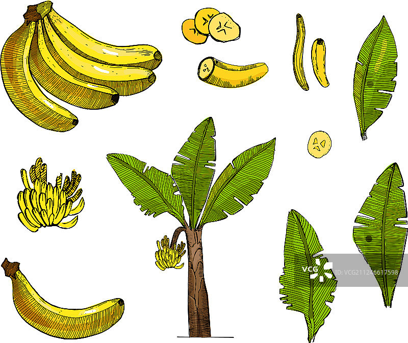 彩色香蕉素描图片素材