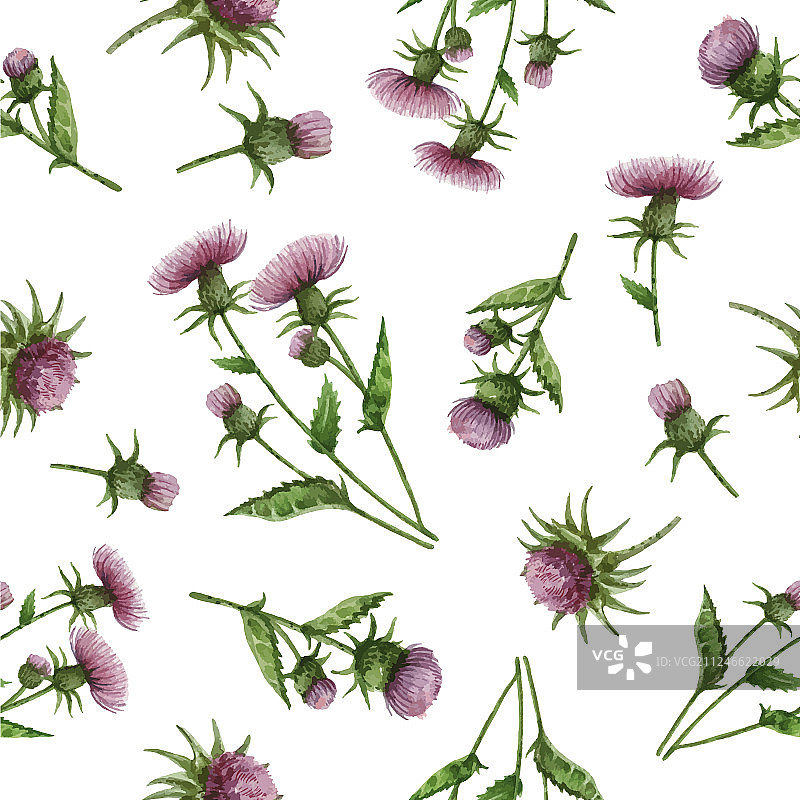 水彩奶蓟无缝图案图片素材