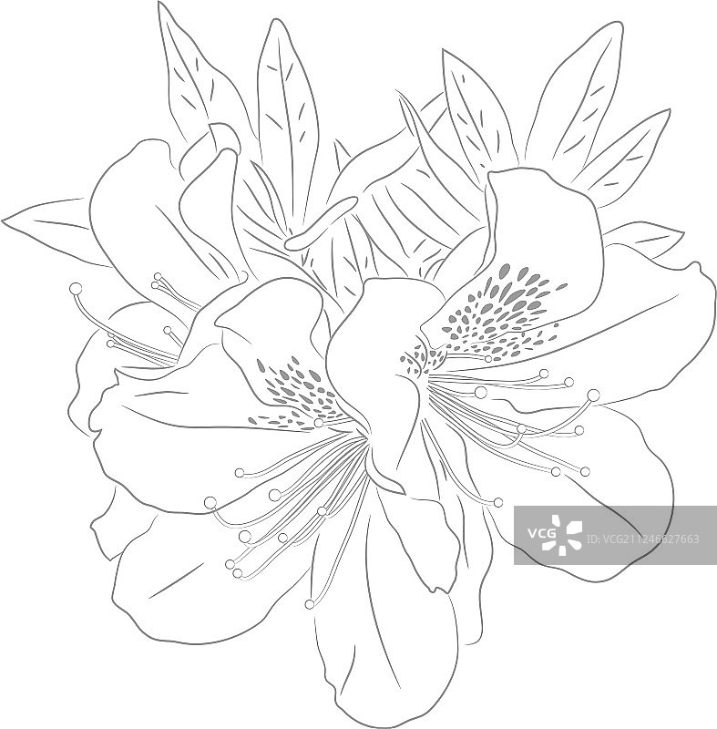 矮牵牛花行图片素材