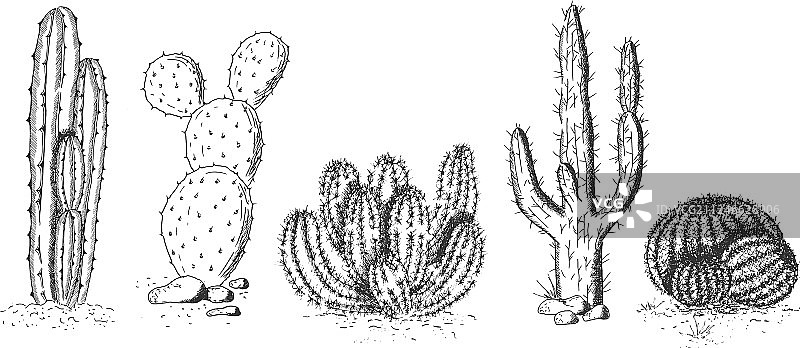 沙漠仙人掌和多肉植物合集图片素材