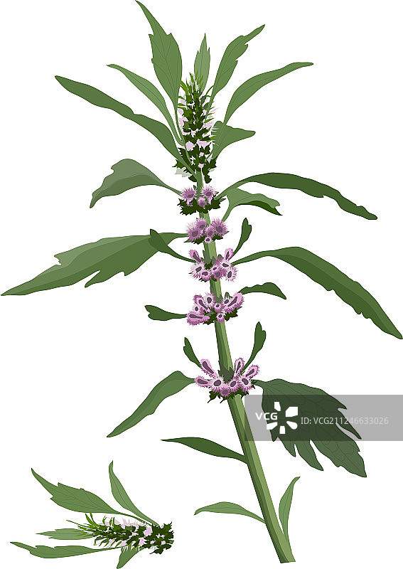 植物学主题素材图片素材