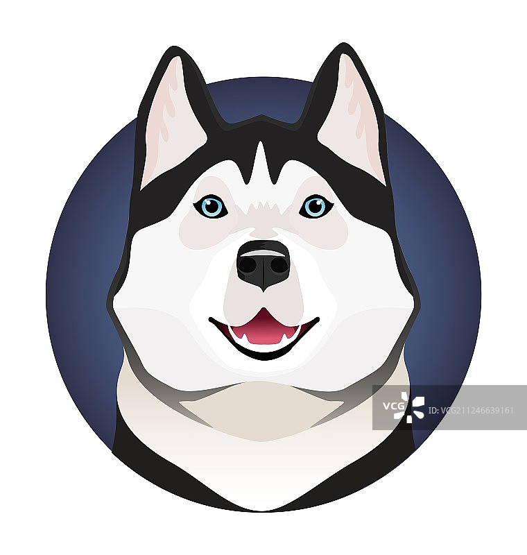 可爱的蓝眼黑白哈士奇图片素材