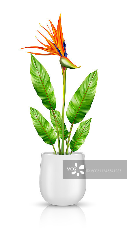 盆栽鹤望兰图片素材