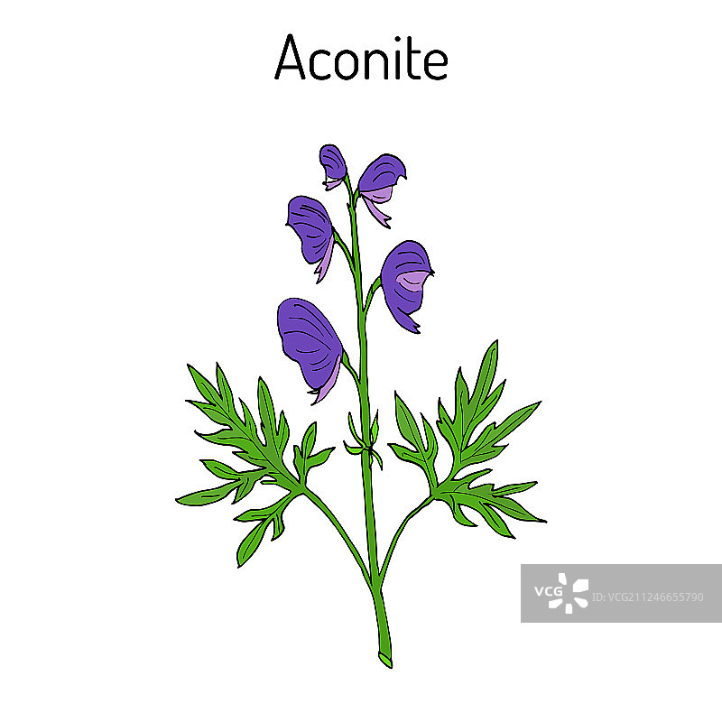 乌头植物图片素材