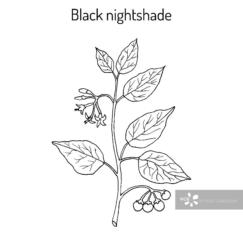 欧洲龙葵图片素材