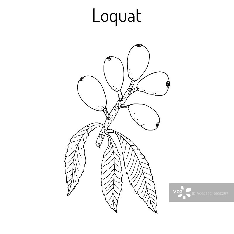 枇杷或日本medlar图片素材