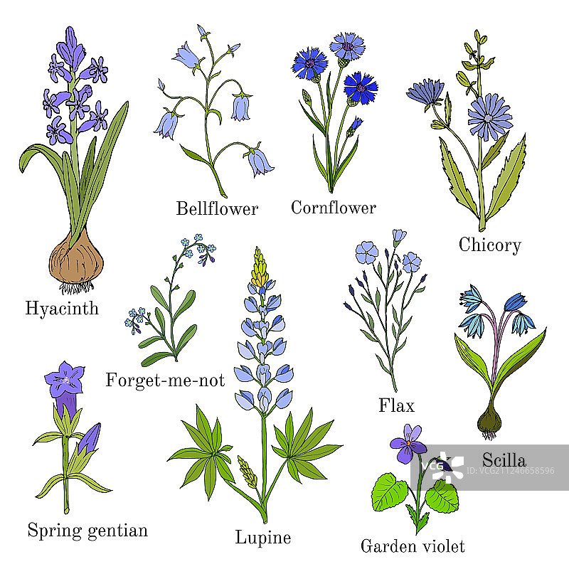 蓝色花卉植物合集图片素材