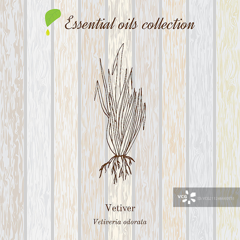 香根草精油标签香草植物图片素材