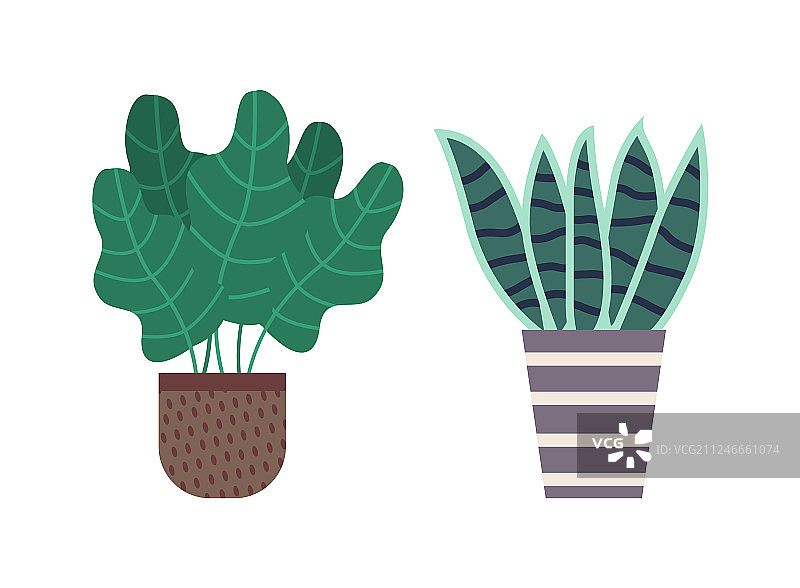 盆栽中的瓦苇植物和绿叶盆栽图片素材